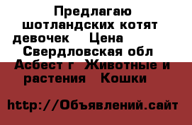 Предлагаю шотландских котят (девочек) › Цена ­ 5000- - Свердловская обл., Асбест г. Животные и растения » Кошки   